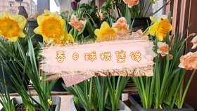 早春赏花 球根类植物洋水仙 郁金香 葡风 哔哩哔哩 つロ干杯 Bilibili