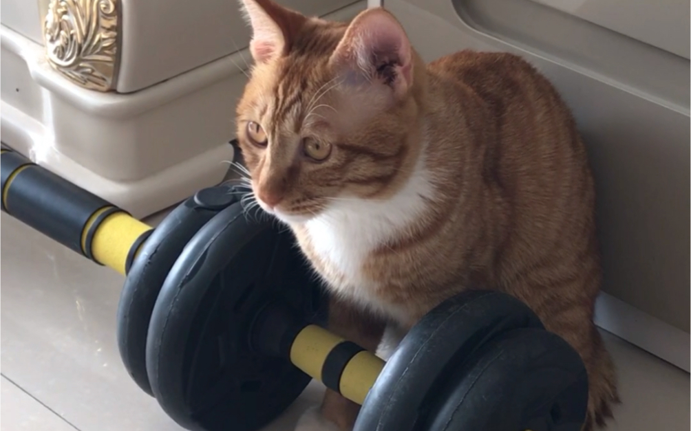 举重小猫咪,4公斤级选手