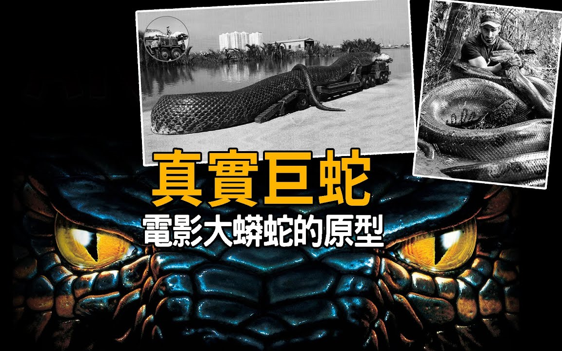 史前巨蟒再度出没1936年江苏射阳县巨蟒事件,2009年马来西亚婆罗洲30公尺巨蛇等,消息真伪难辨.地球上真实存在过的超级巨蟒,电影大蟒蛇原型哔...