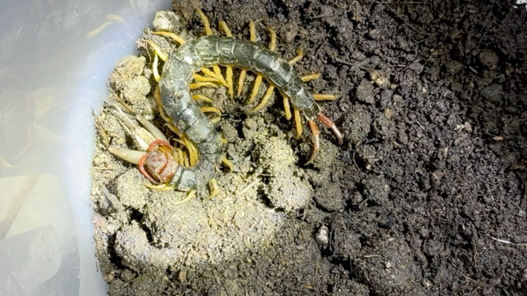 沉浸式看蜈蚣吃蟋蟀