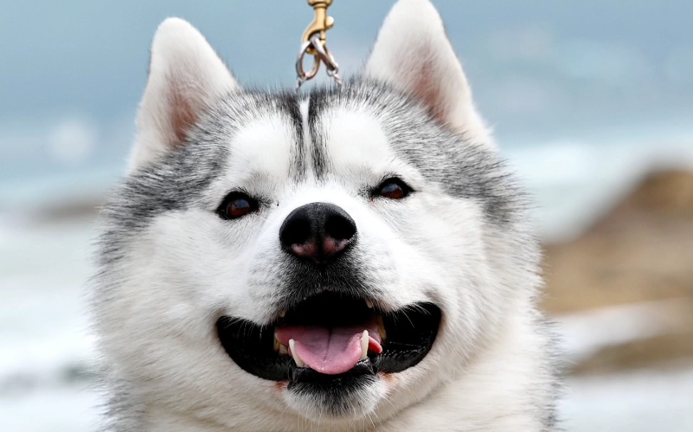 超级冠军哈士奇les