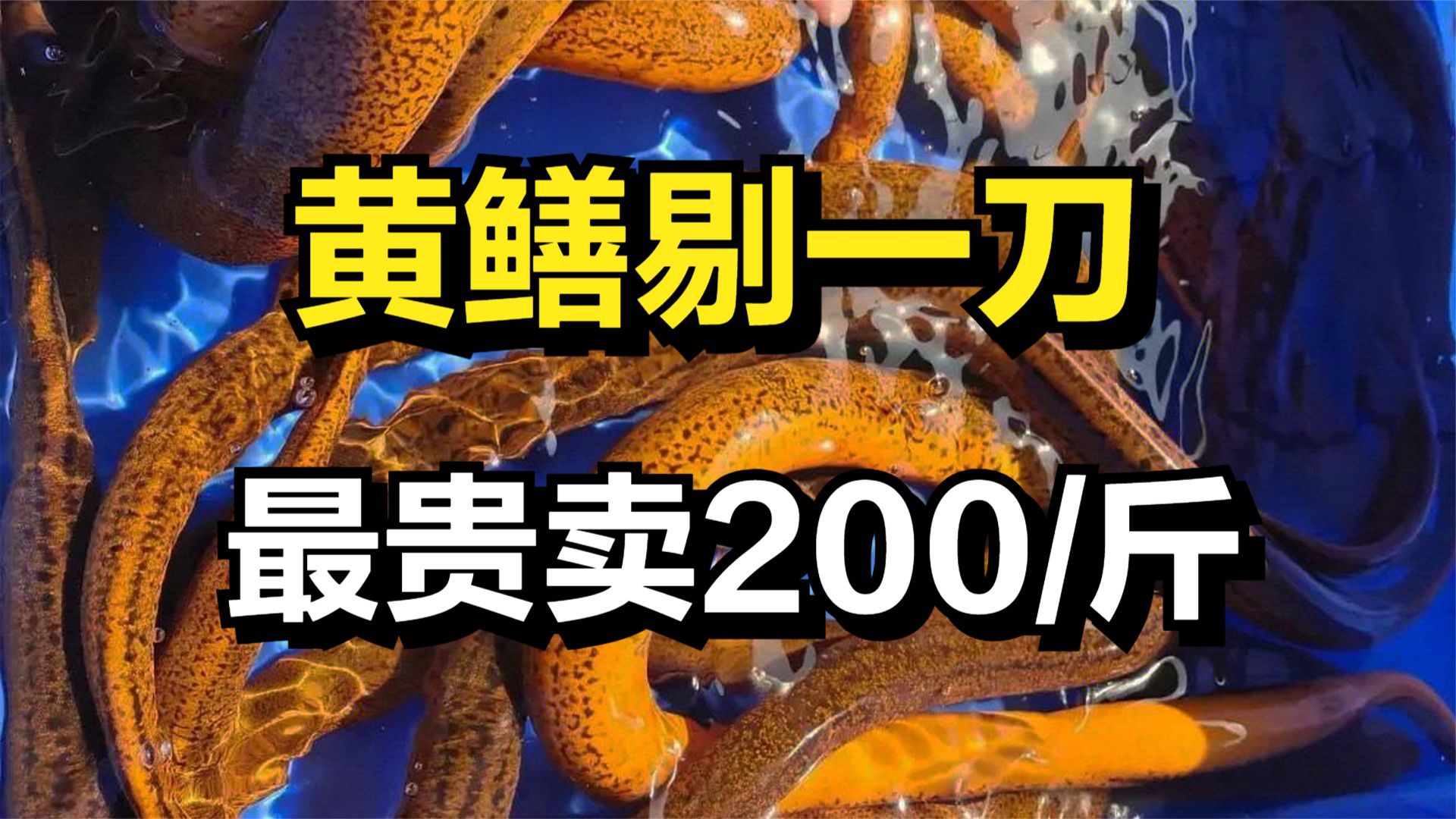 他发现黄鳝的商机,一斤黄鳝最贵卖200元,年销售额达3000多万元哔哩哔哩bilibili