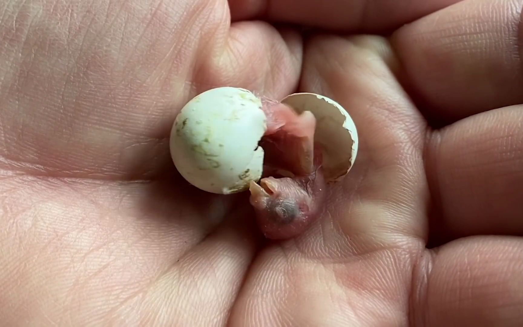 捡个鹦鹉蛋回家人工孵化,会被认作妈妈吗,结局治愈