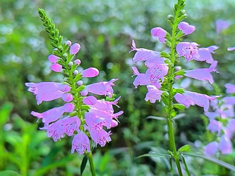 假龙头花,别名随意草,亭亭玉立乐逍遥.