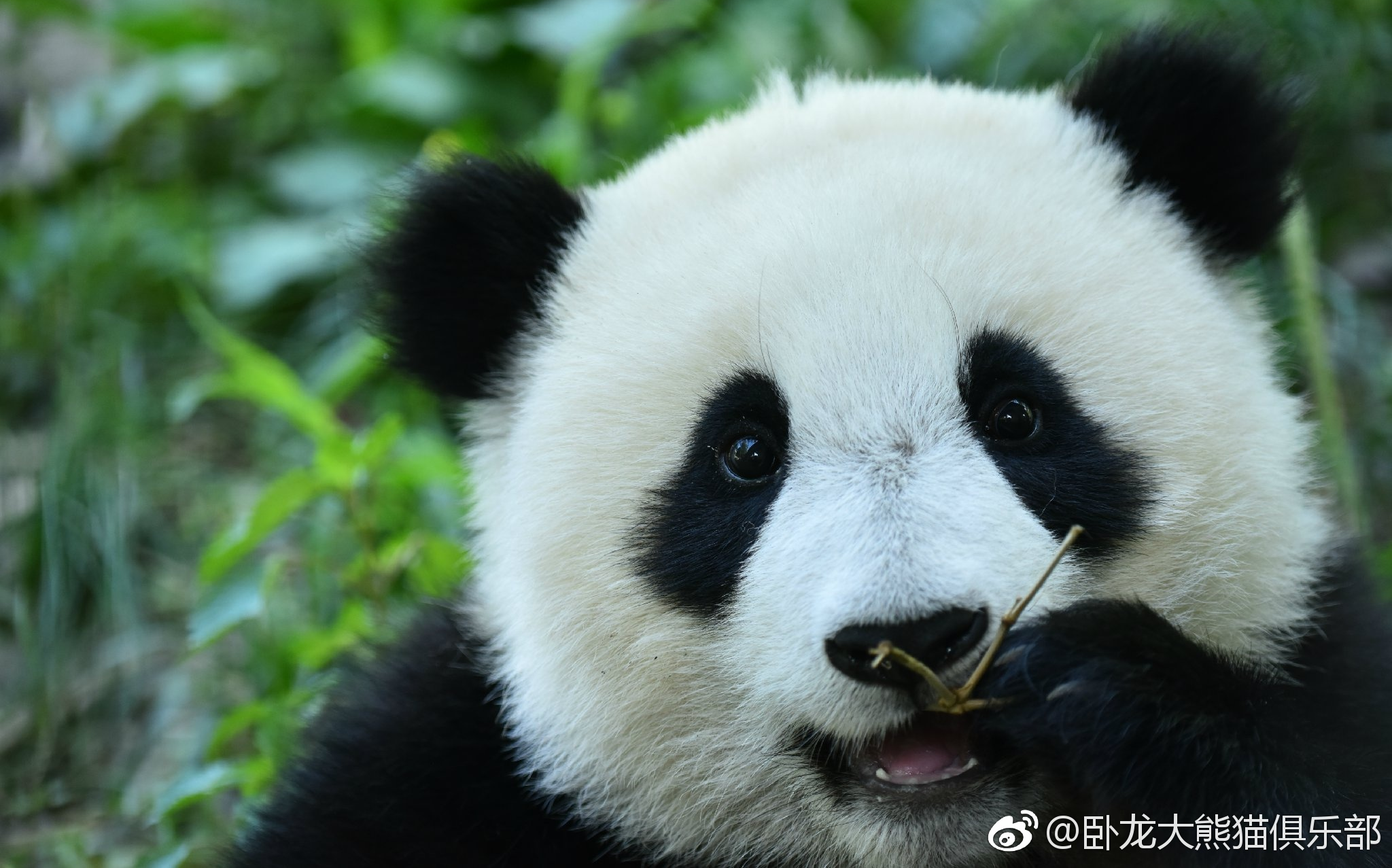 乔伊:lai爸～窝把小红球送给你,你给窝盆盆奶和笋笋,好不好