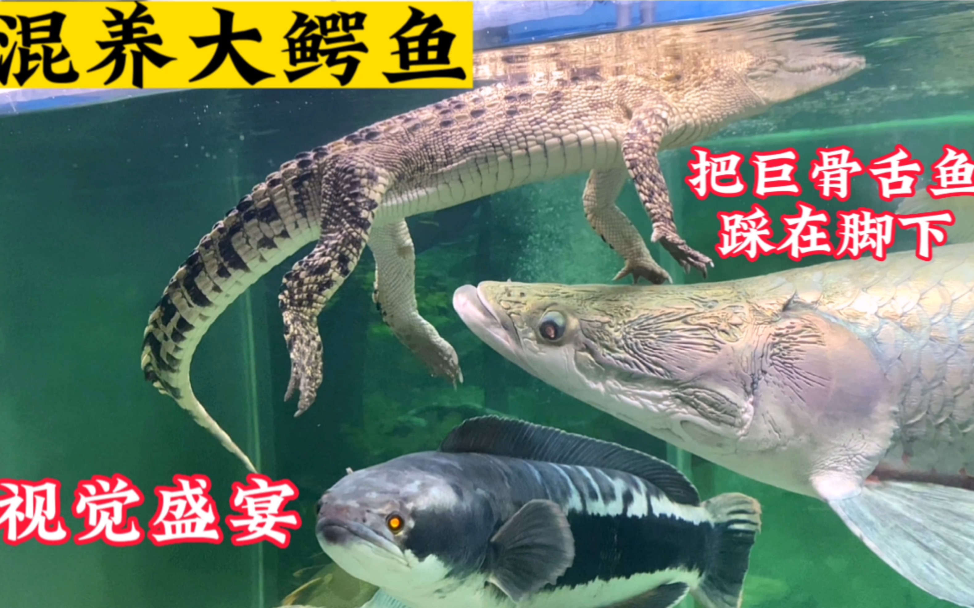 史詩級混養,鱷魚混養巨骨舌魚,視覺盛宴.