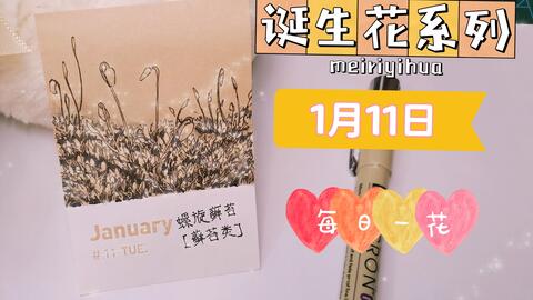 手绘 诞生花系列1月11日螺旋藓苔 哔哩哔哩 手绘 诞生花系列1月11日螺旋藓苔 哔哩哔哩