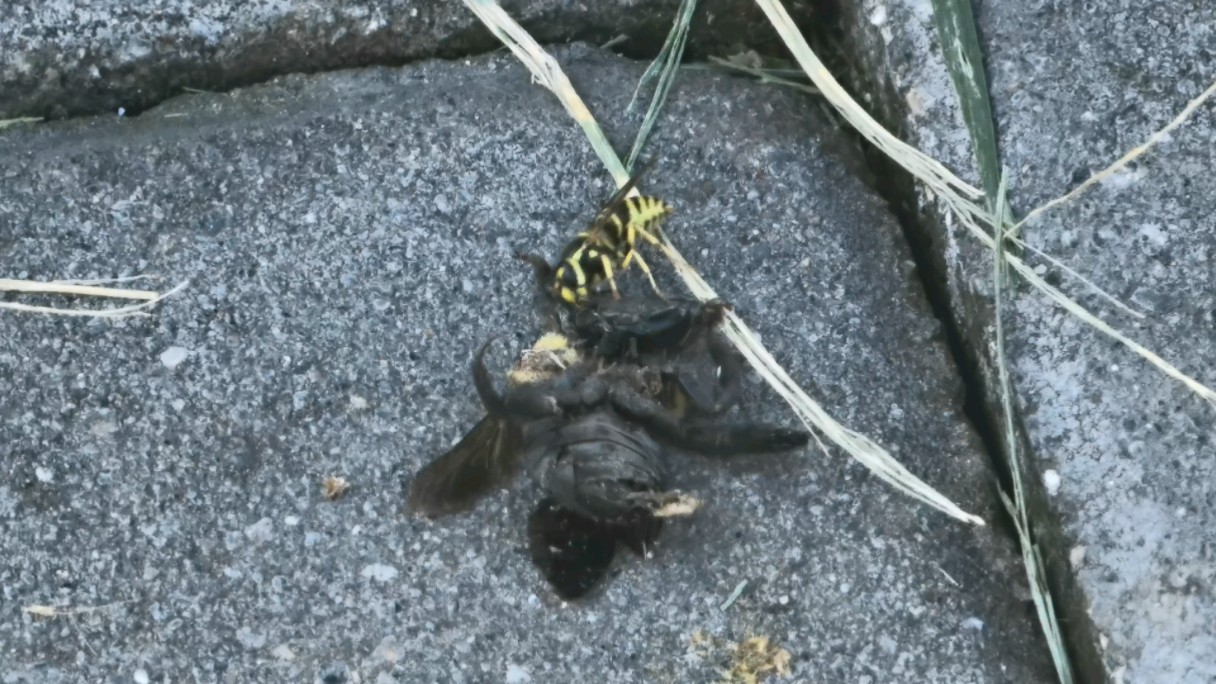 【昆虫】细黄胡蜂 vespula flaviceps 尝试搬运某熊峰尸体