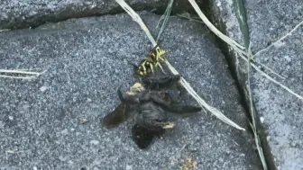 Download Video: 【昆虫】细黄胡蜂 Vespula flaviceps 尝试搬运黄胸木蜂 Xylocopa appendiculata尸体