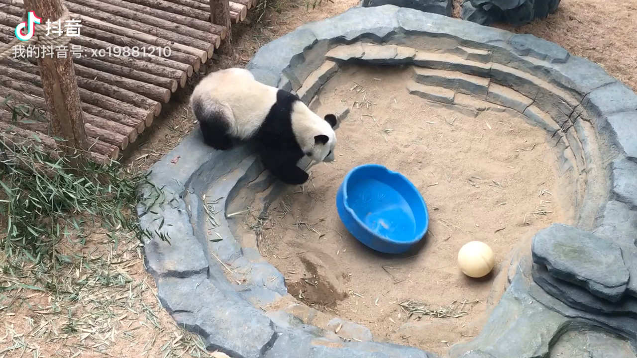 [图]熊猫不发威 你拿我当hello kitty！