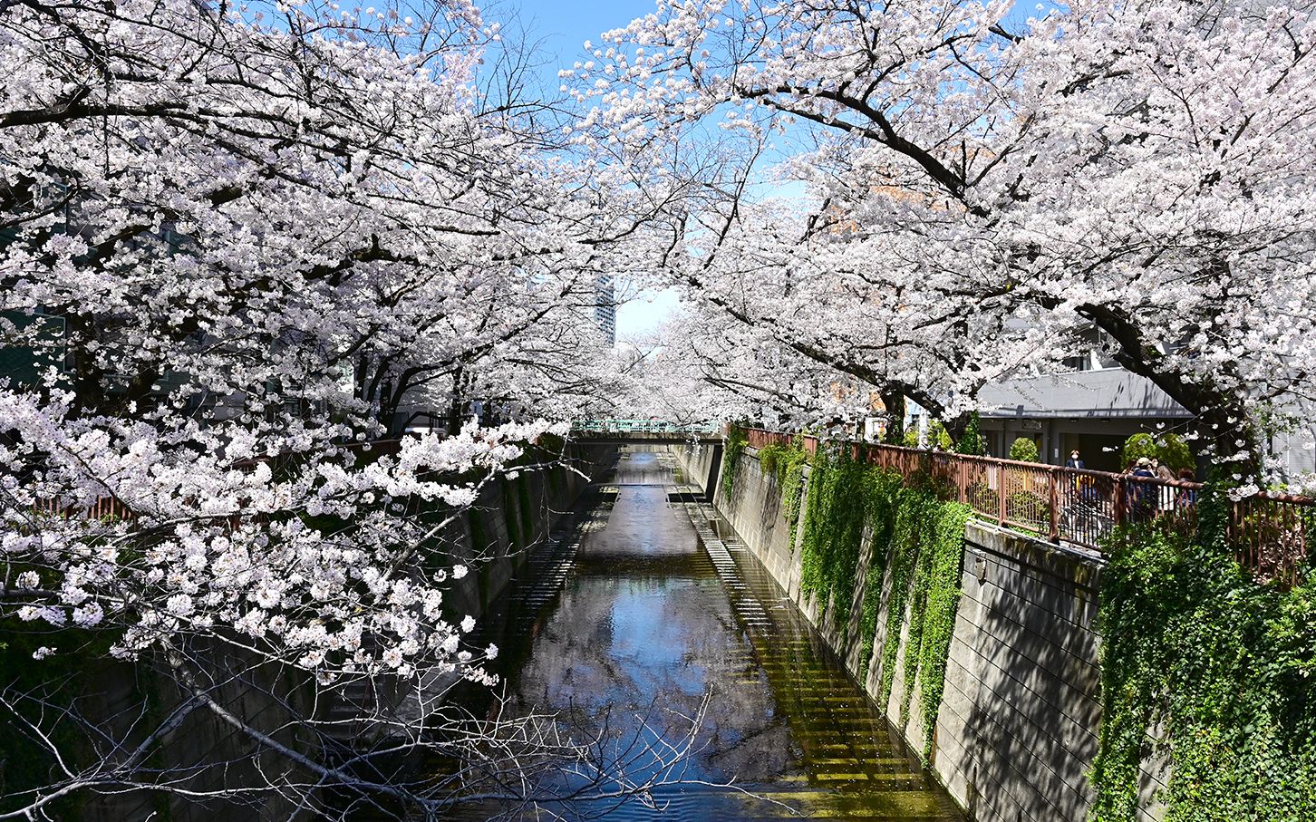  东京花见>听说今年的目黑川樱花需要整理券了?