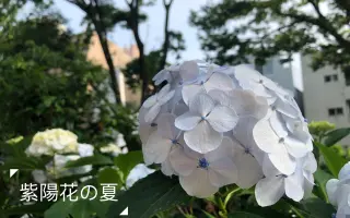 青いアジサイ 搜索结果 哔哩哔哩 Bilibili