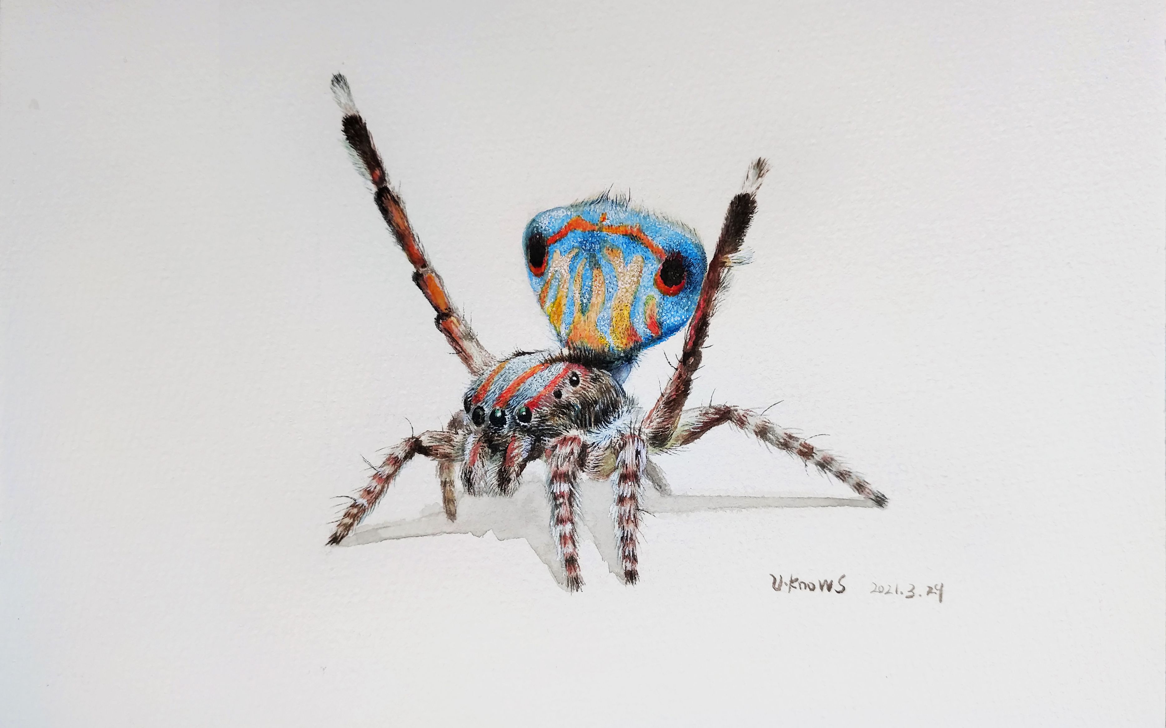 水彩小可爱——孔雀跳蛛