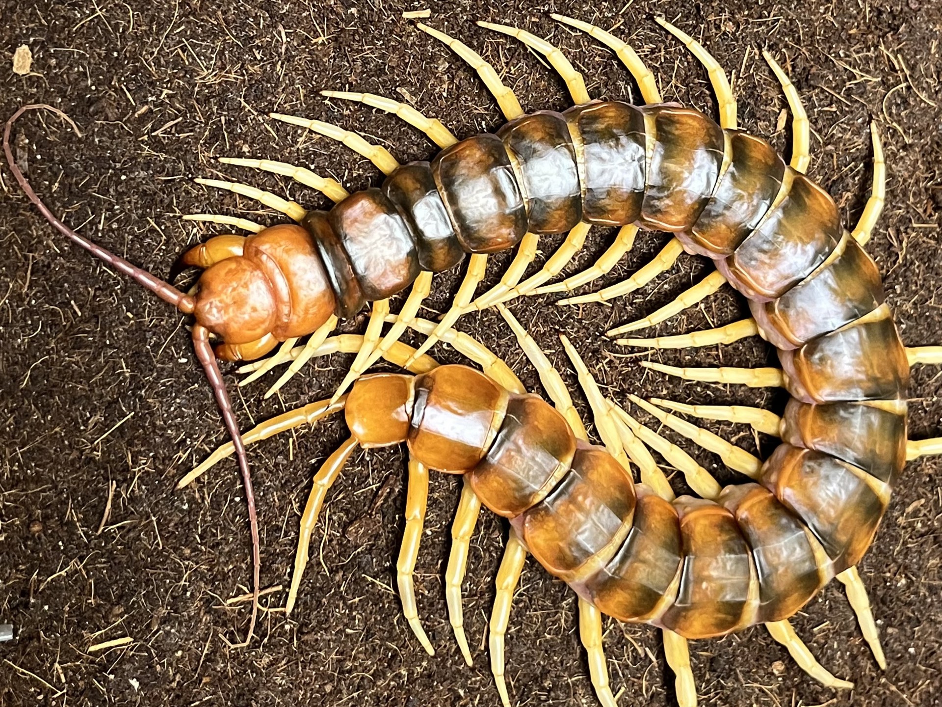 秘鲁白脚巨人蜈蚣 蜕皮脱皮褪皮进12龄(8蜕)延时摄影记录(scolopendra