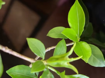 精品小叶栀子花海岛石面桩纯天然飘石湾盆25公分,整高