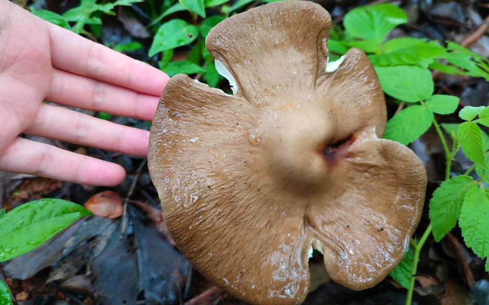 长根菇的腿到底有多长?