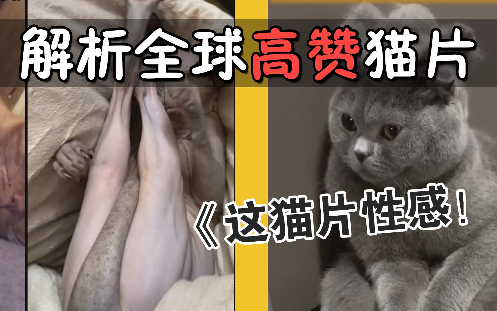 [图]解析全球高赞猫片：这性感的大腿太上头了！