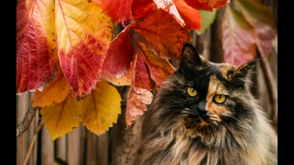 观复猫庄太极 滚地锦