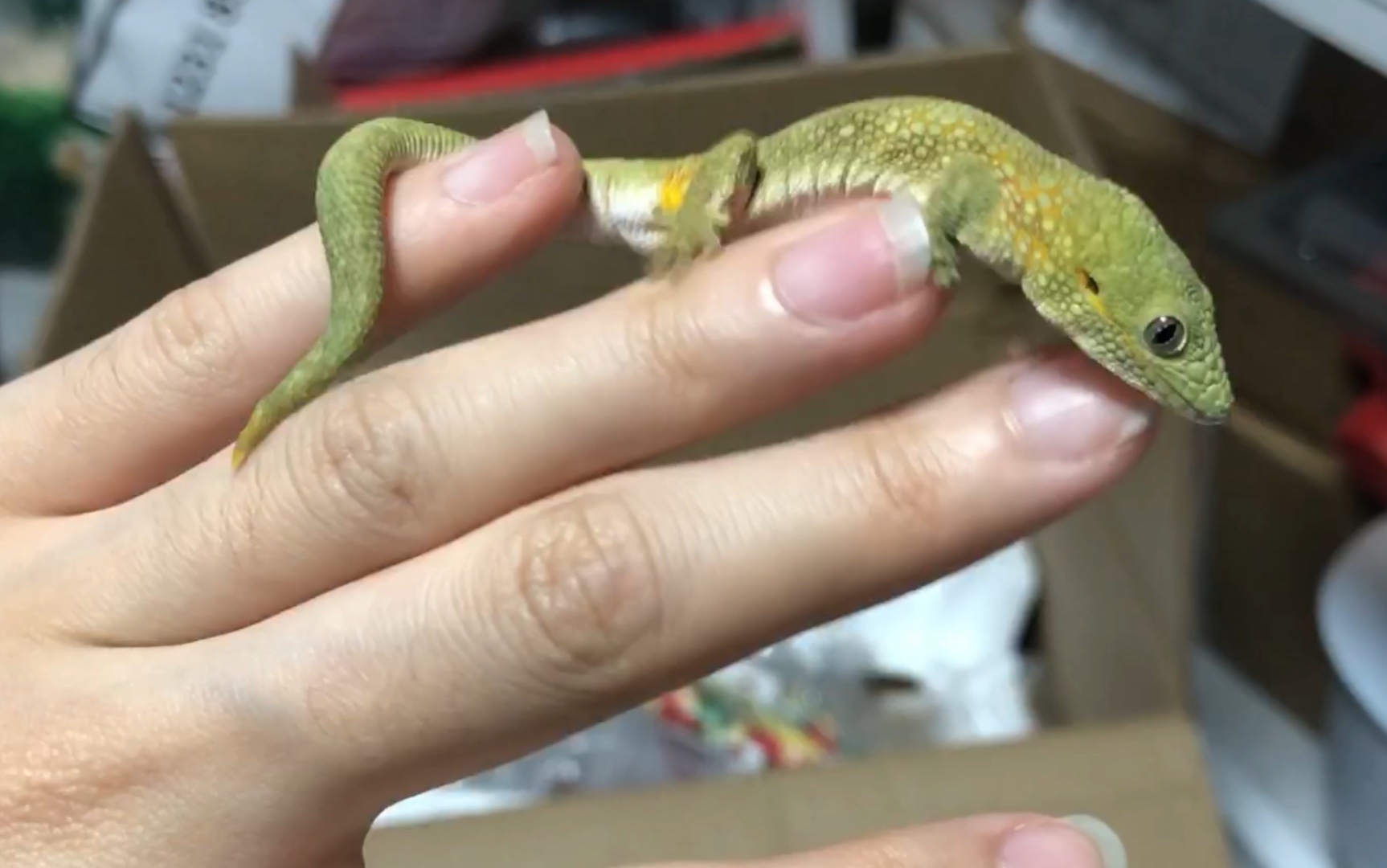 鳄鳞守宫eagricoale太好看了吧青草绿金桔黄这么仙的配色真是太爱了