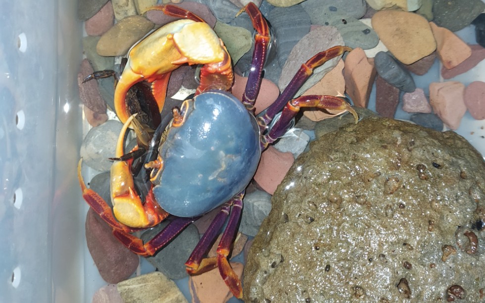 蓝尖肢南海溪蟹