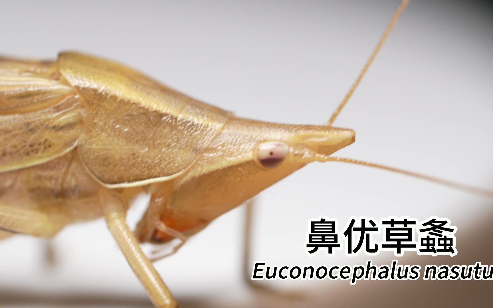 [4K]鼻优草螽 Euconocephalus nasutus 棕色型哔哩哔哩bilibili