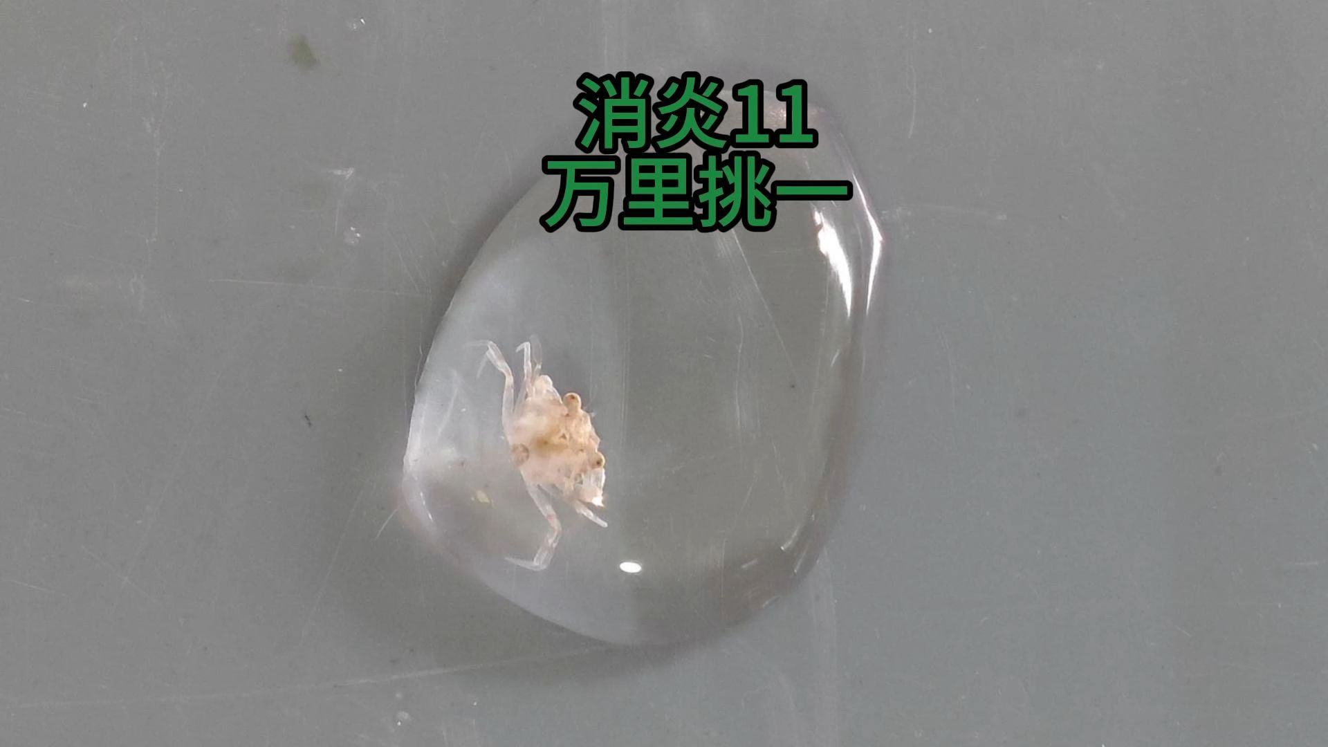 把全网最小的赤甲红，养成全网最大的赤甲红，需要多久？