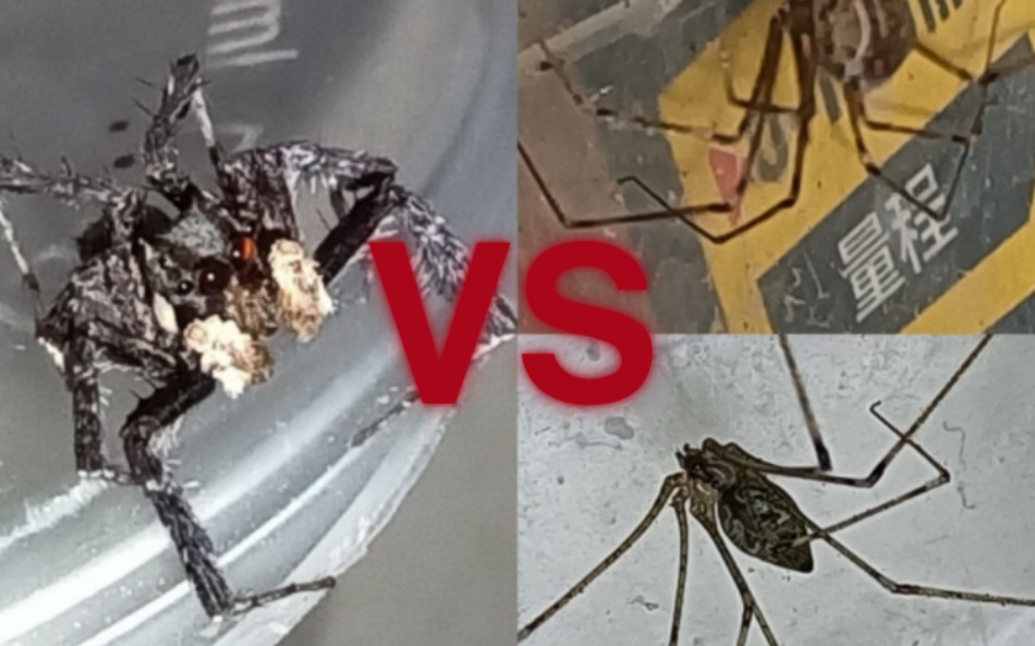 【VS】唇须孔蛛♂Portia labiata VS 主场球状环蛛♀Physocyclus globosus /莱氏壶腹蛛Crossopriza lyoni哔哩哔哩bilibili