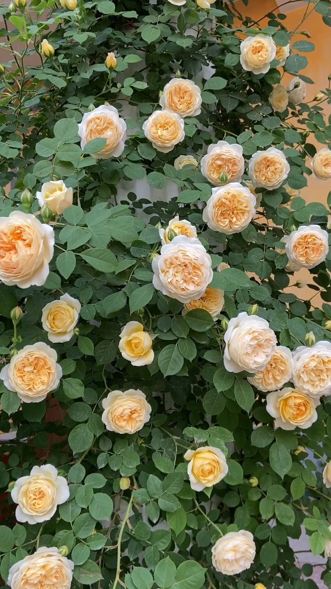 黄色藤本月季:欢笑格鲁吉亚