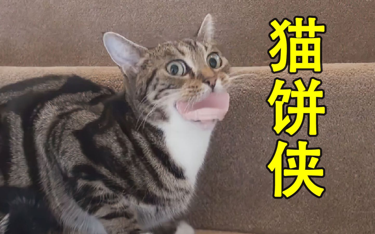 [图]请不要叫我猫饼侠！！！