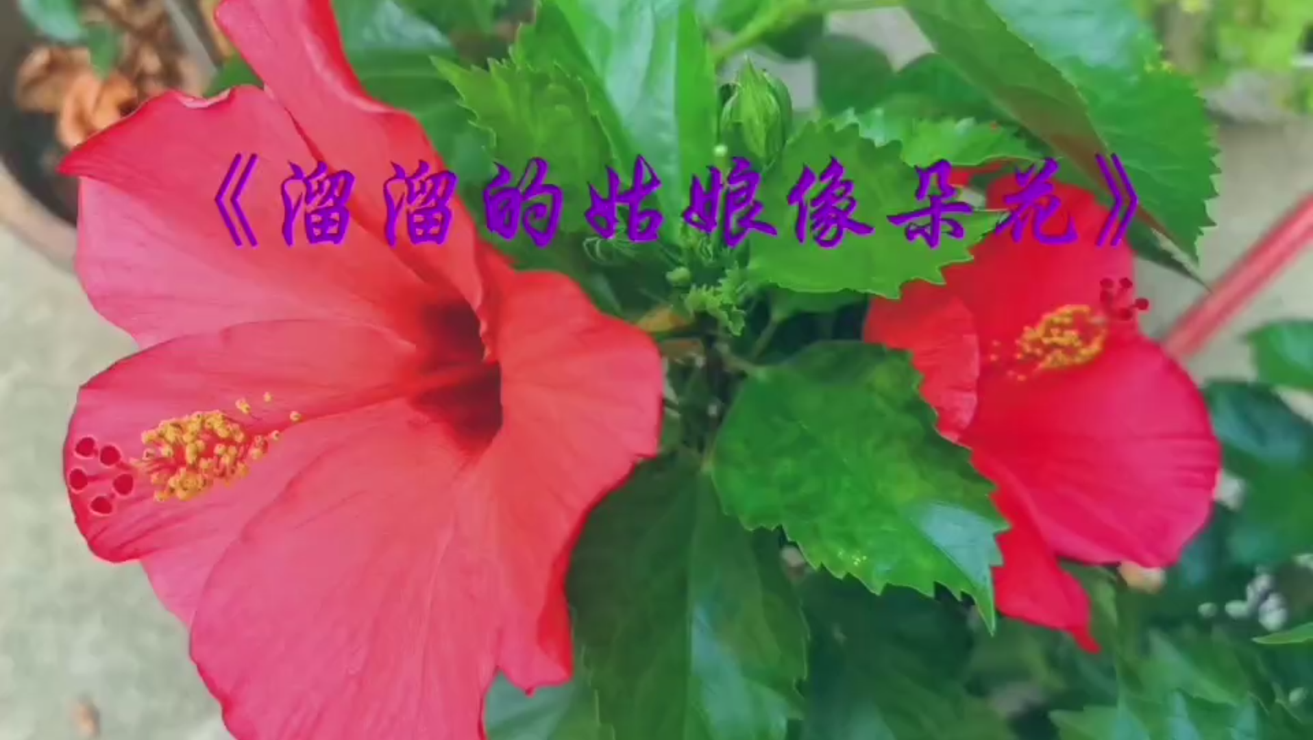 [图]完整版《溜溜的姑娘像朵花》