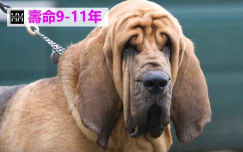 10大寿命最短的大型名犬哔哩哔哩bilibili