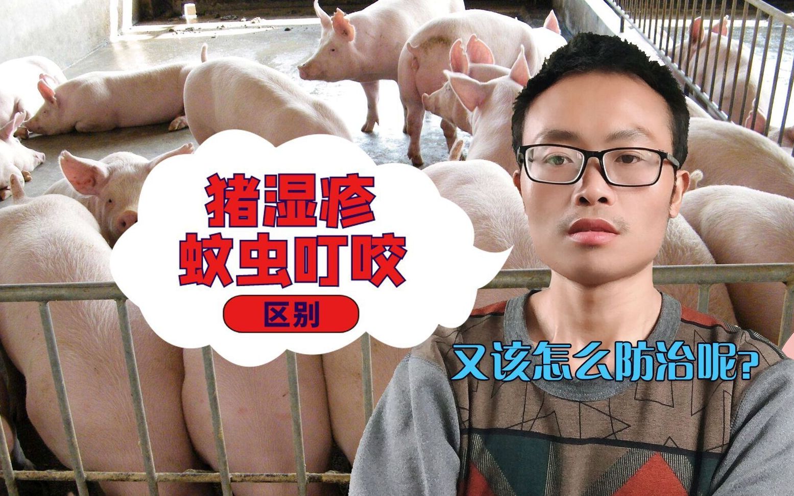 猪湿疹和蚊虫叮咬怎么区分和治疗图腾来教你省钱又实用的好方法