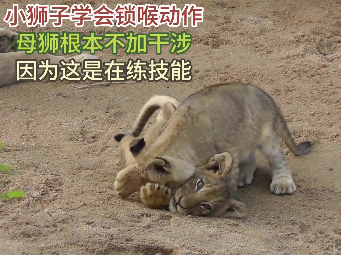 小狮子学会锁喉动作,母狮根本不加干涉,因为这是在练技能