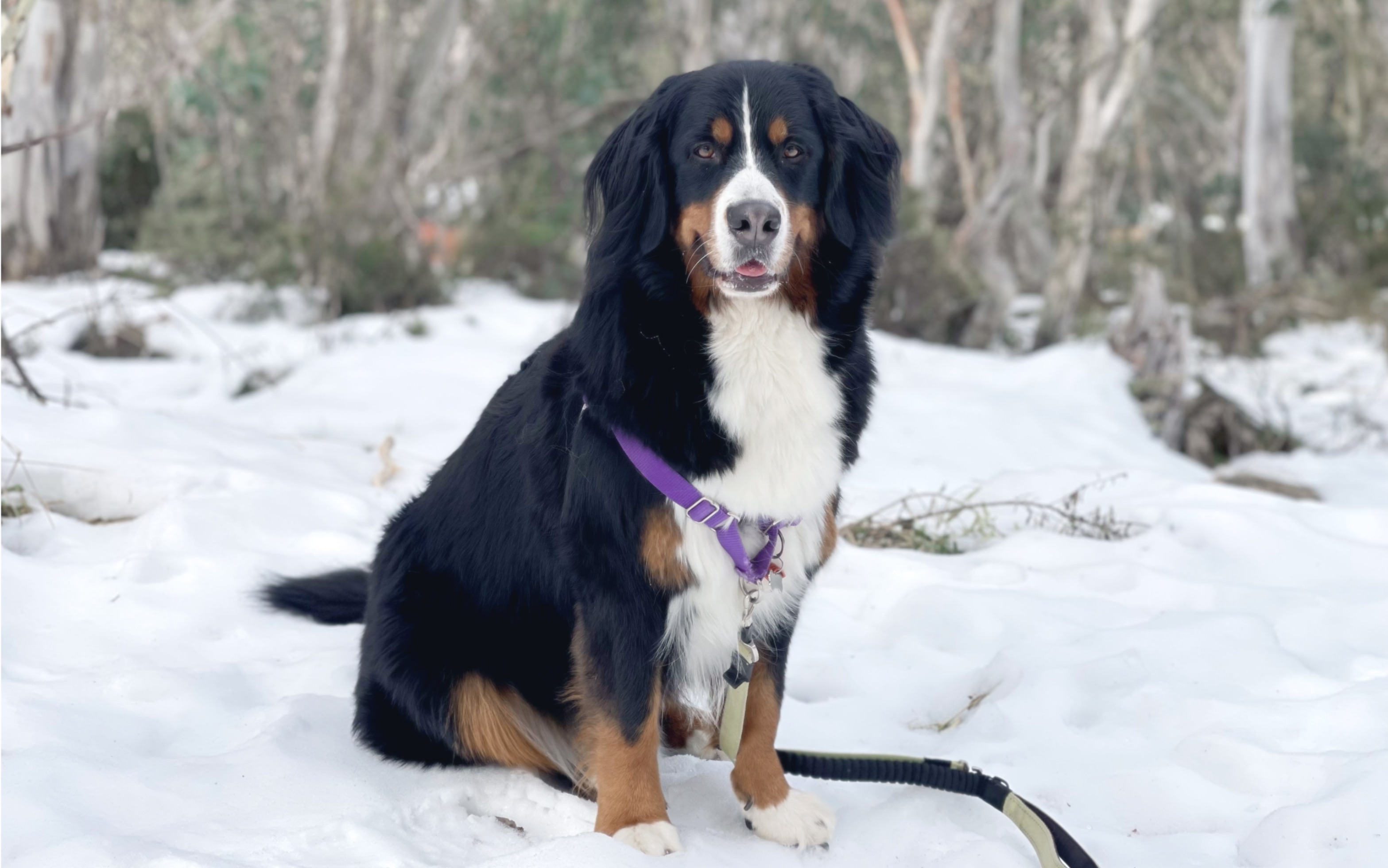 雪山犬第一次去雪山玩_桌游棋牌热门视频