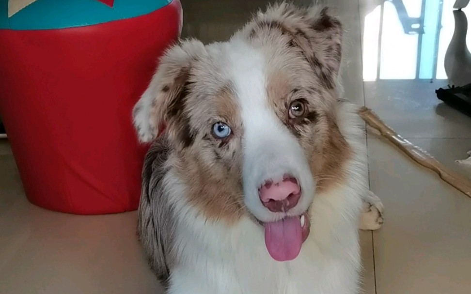 红陨石边牧豆包训练狗嘴拒食_哔哩哔哩_bilibili