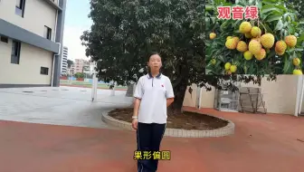 观音绿-科普介绍视频