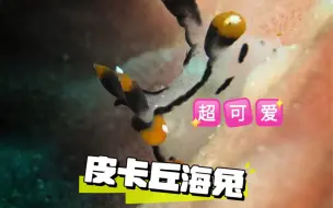 鱼类识别之：“皮卡丘”海兔……超可爱