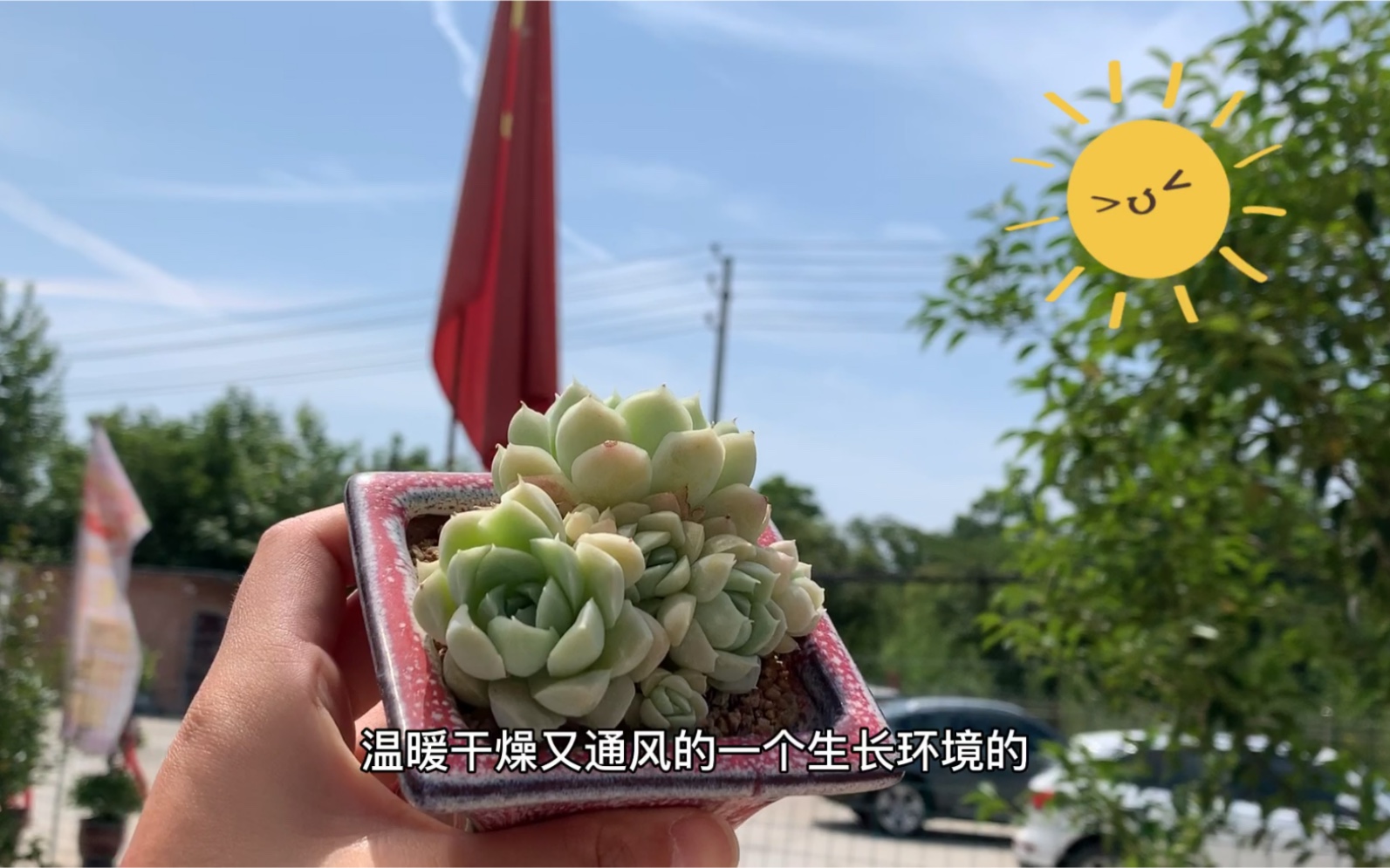 多肉植物之阿尔巴白月影养护纯干货哔哩哔哩bilibili