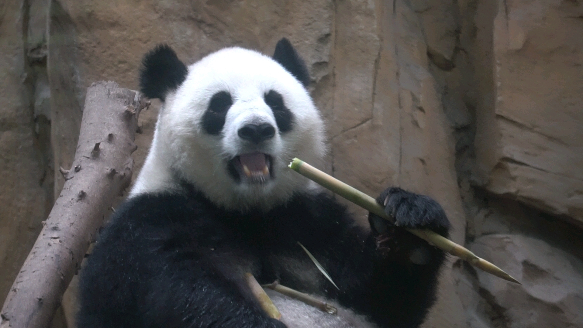 大熊猫囡囡图片