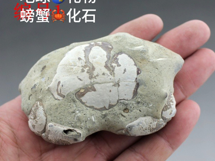 千万年地球礼物螃蟹化石结核原石修复练手预订中