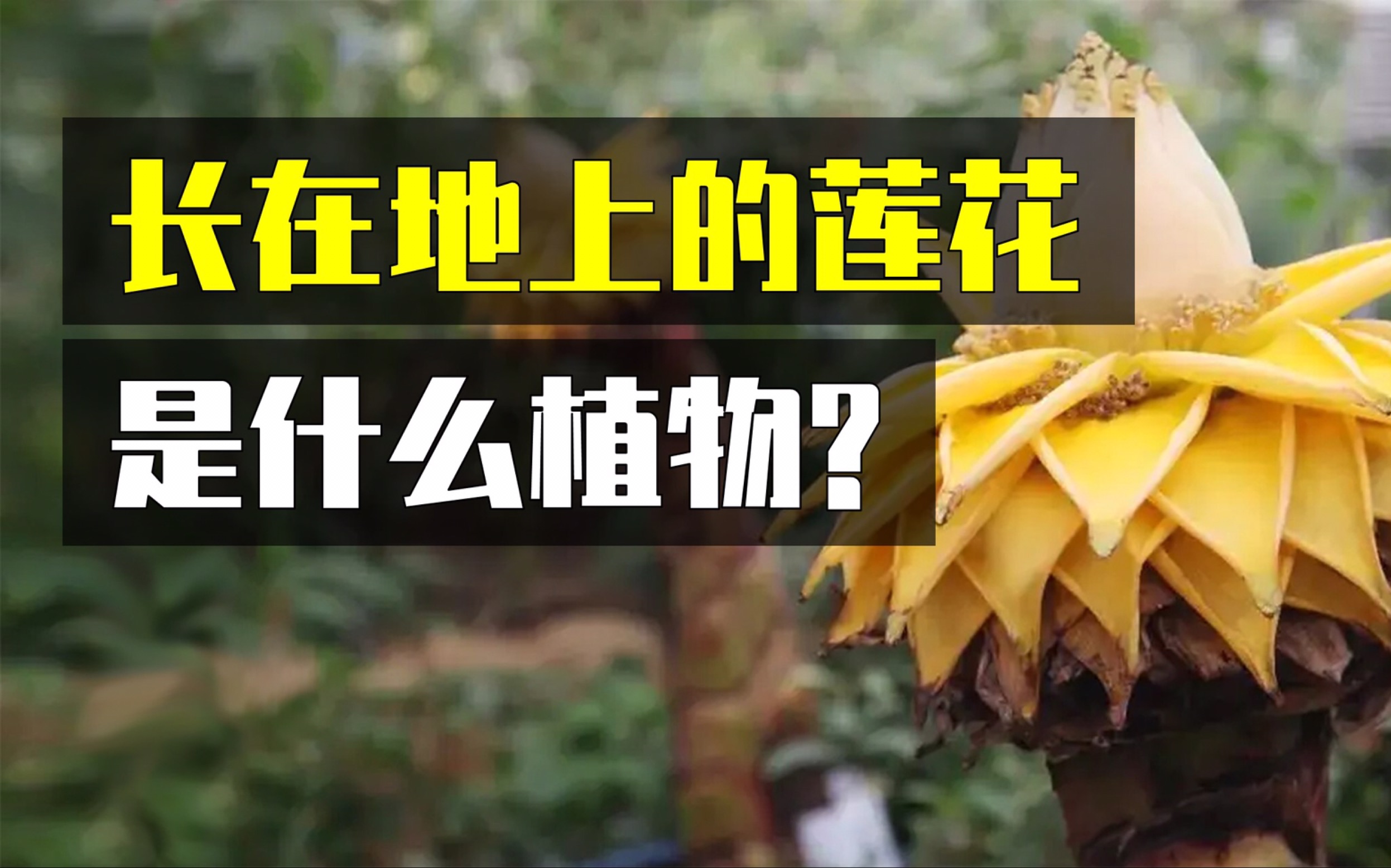 [图]长在地上的莲花是什么植物？