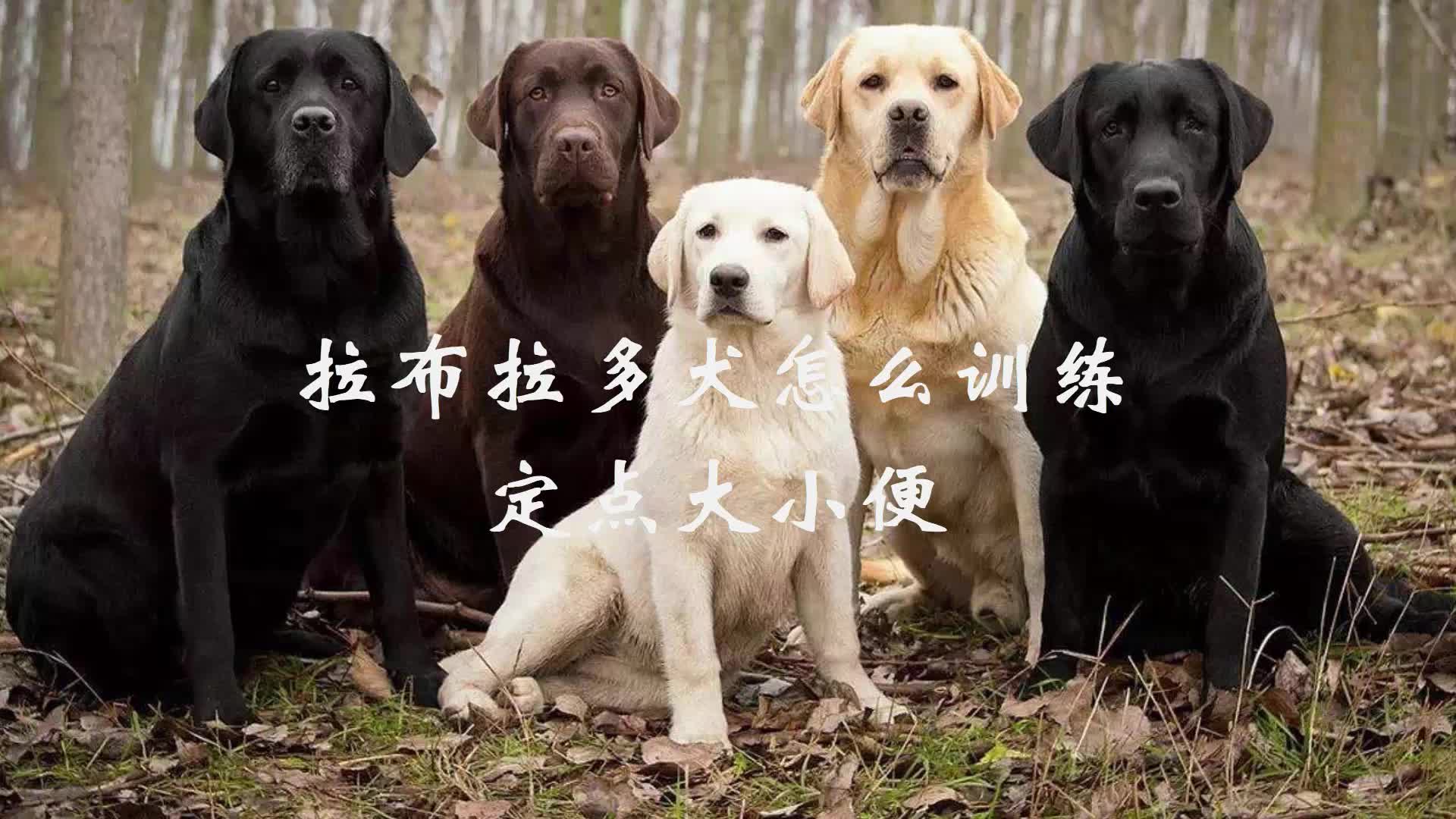 拉布拉多犬训练拉布拉多犬怎么训练大小便视频通俗易懂