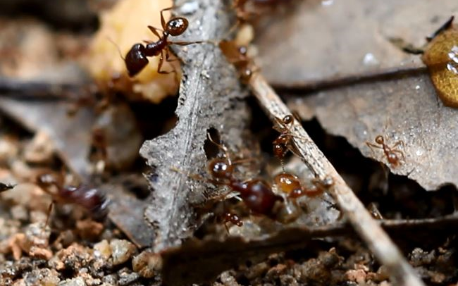 费氏大头蚁pheidole feae逮到白蚁工蚁_哔哩哔哩_bilibili