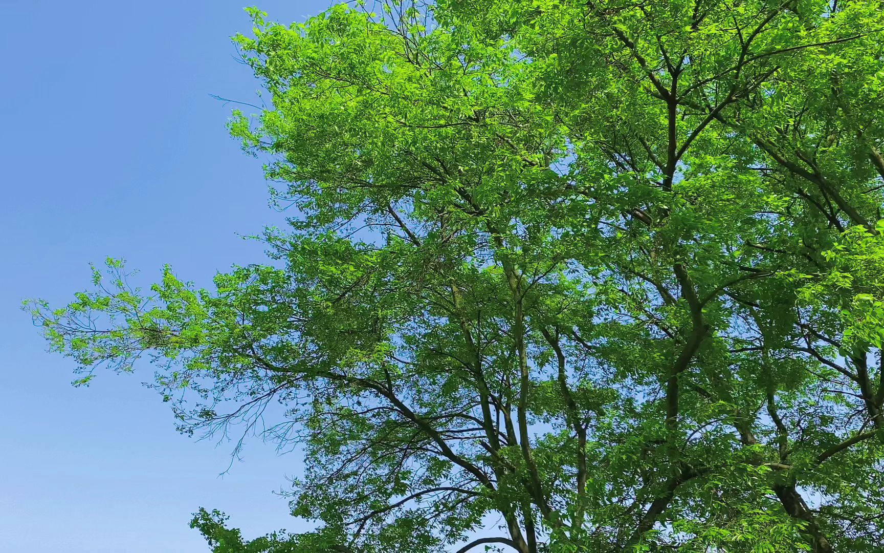 三月春日树叶摇晃