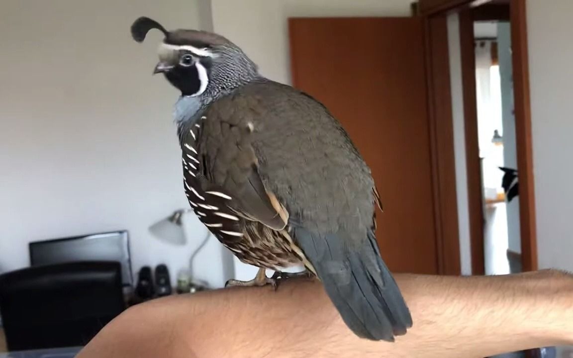 【珠颈翎鹑】我的宠物“鹌鹑”:加利福尼亚鹑(California Quail)哔哩哔哩bilibili