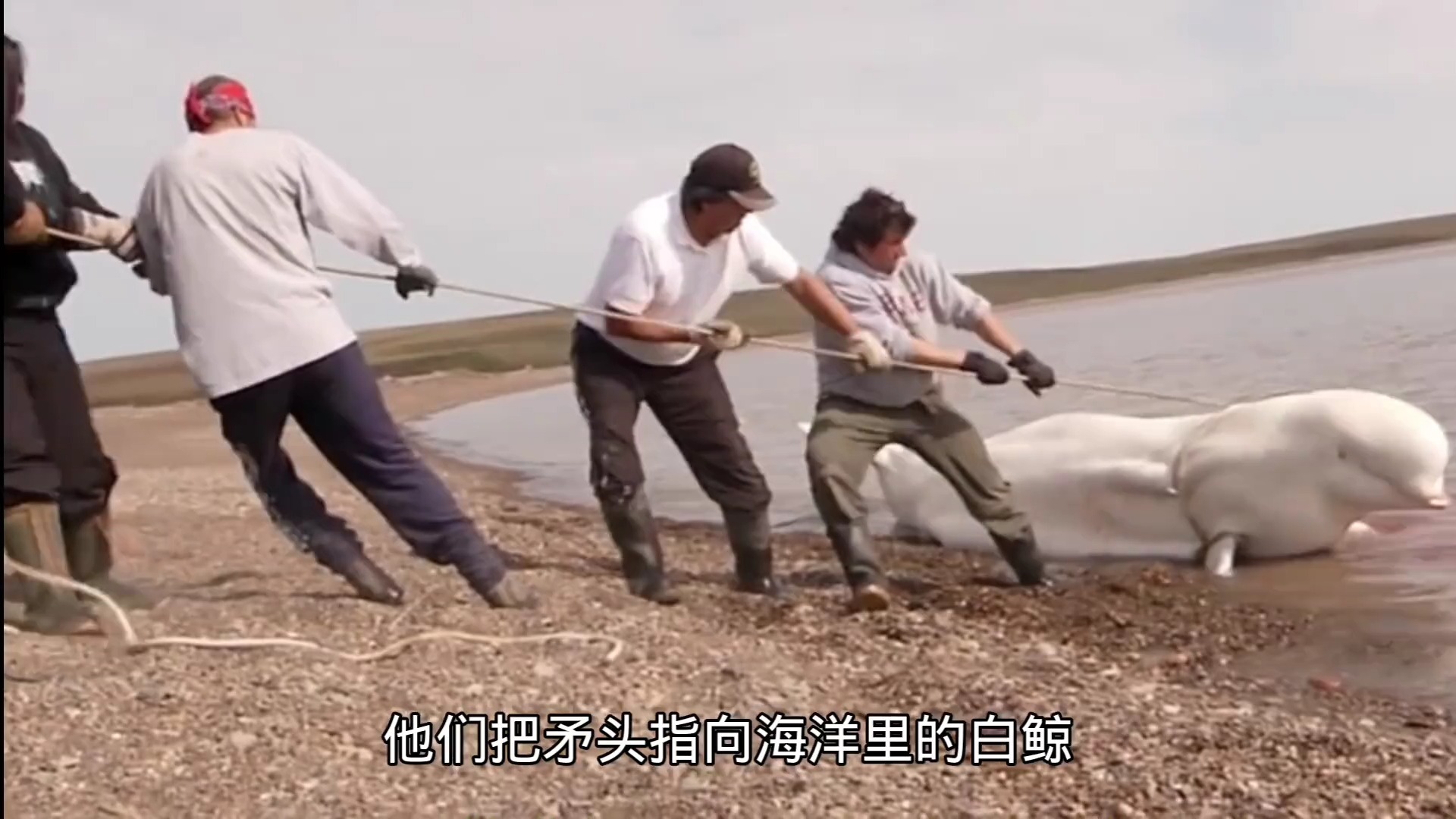 纪录片 现代因纽特人捕捉白鲸,相当炸裂,你一定没见过!