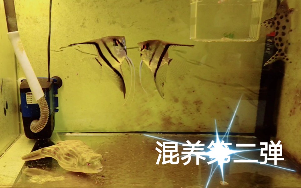 混养第二弹新加入十四公分白金豹皮