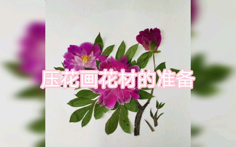 【压花教程】超详细讲解压花花材处理①花材准备&纸板压花干燥法哔哩哔哩bilibili