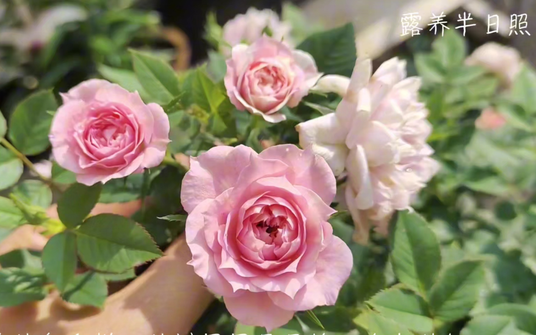 《幸福之门》月季中苗的第二波花优缺点,它的花色多样,花瓣层层叠叠的