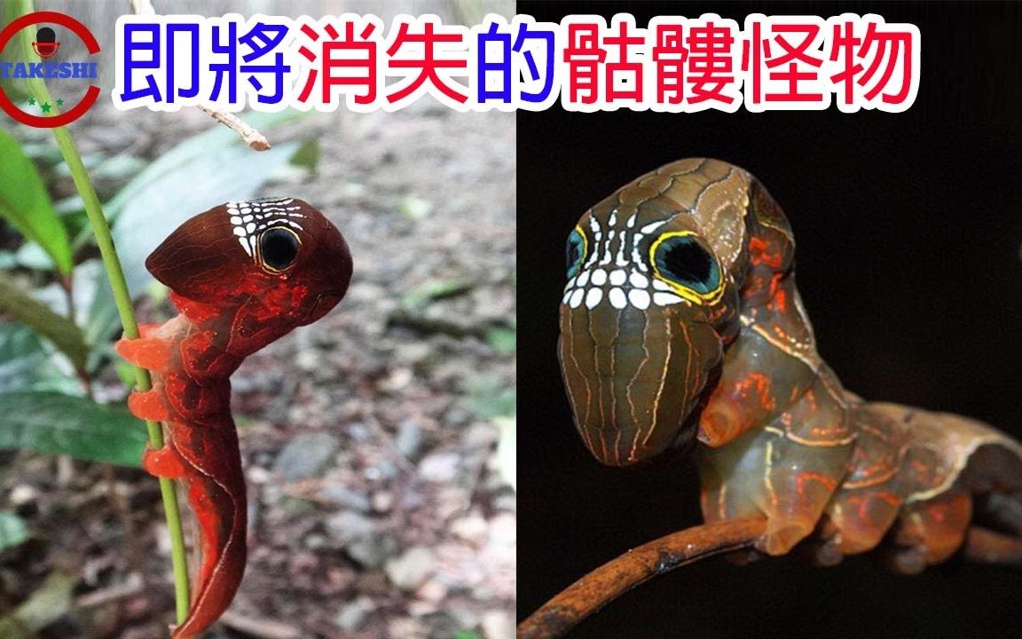 [TOP3]数个即将灭绝的＂怪物＂|世界上仅存2只的生物|没有翅膀的鸟真的存在|搬运哔哩哔哩bilibili